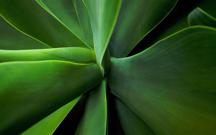 macro photography of plants All Mac wallpaper