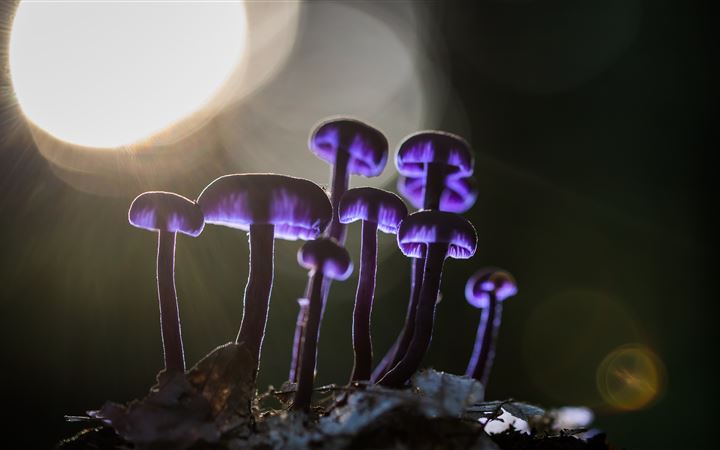 mushrooms purple glowing 5k All Mac wallpaper