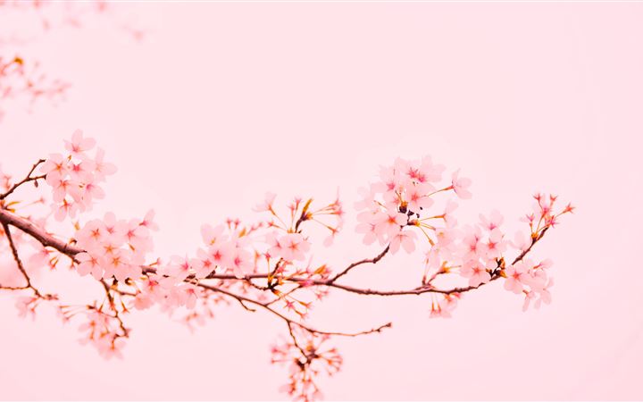 pink flowers at bloom All Mac wallpaper