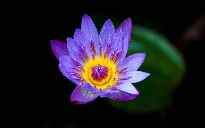 purple and yellow lotus flower bloom MacBook Air wallpaper