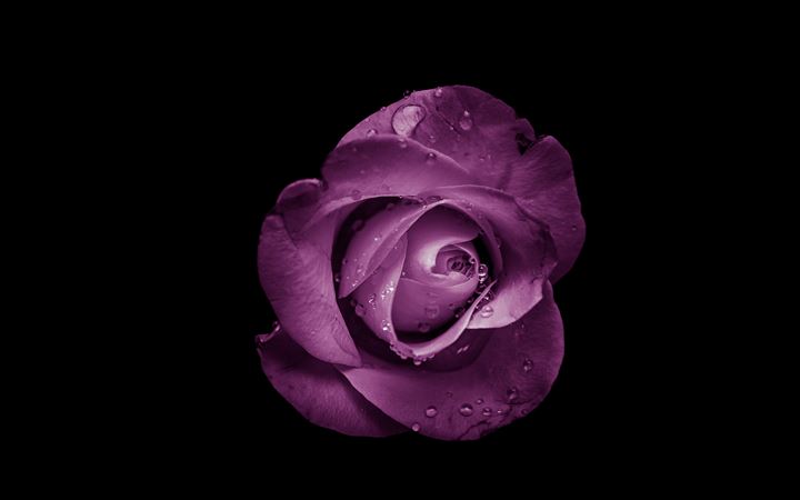 purple rose flower All Mac wallpaper