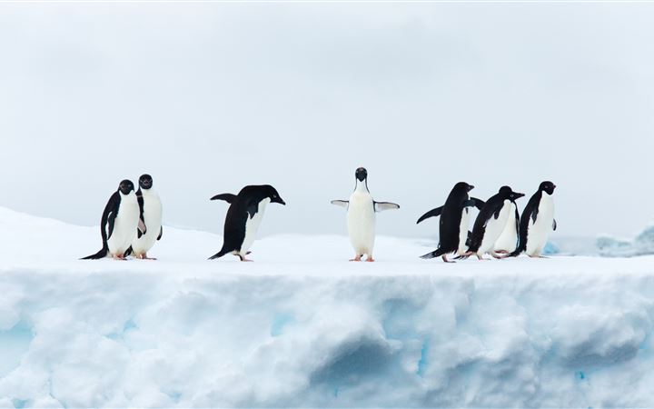 seven black and white penguins MacBook Air wallpaper