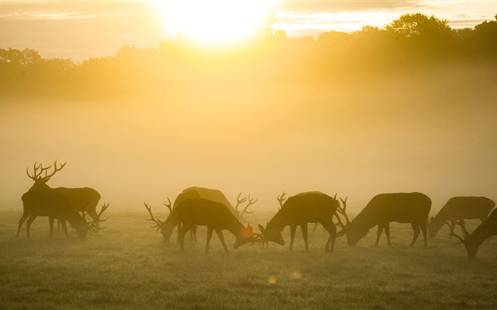 silhouette of group of deer during golden hour All Mac wallpaper