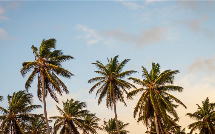 summer palm tree paradise MacBook Air wallpaper