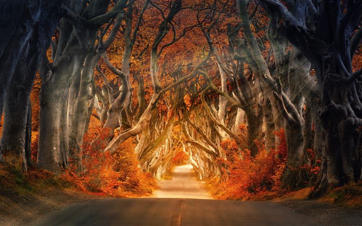 the dark hedges armoy ireland road avenue forest 5 All Mac wallpaper