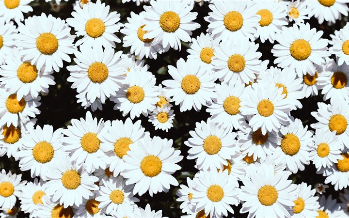 white Daisy flowers MacBook Air wallpaper