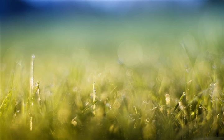 Grass Meadow MacBook Pro wallpaper