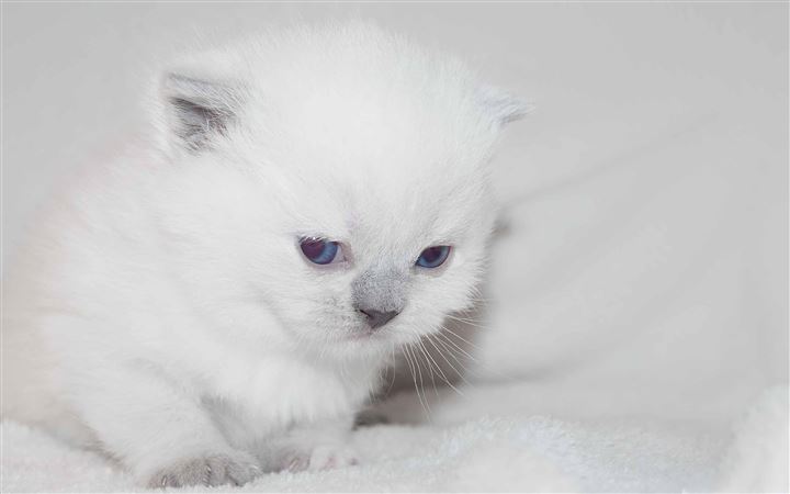 Newborn White Kitten MacBook Pro wallpaper