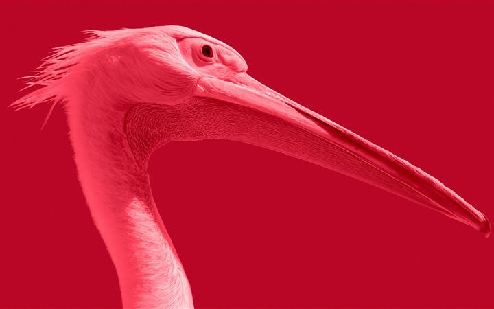 Pink pelican MacBook Pro wallpaper