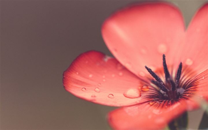 Scarlet Flax Flower Macro MacBook Pro wallpaper