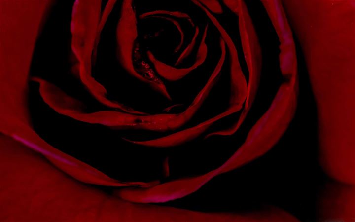 Valentine Red Rose MacBook Pro wallpaper