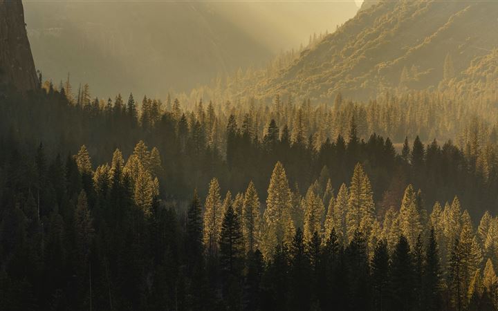 a forest of trees in a valley MacBook Pro wallpaper