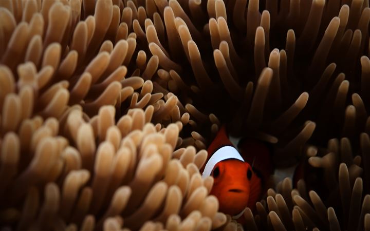 red and white clown fish MacBook Pro wallpaper