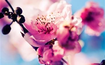 Beautiful Cherry Blossoms All Mac wallpaper