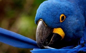 Blue Parrot MacBook Air wallpaper