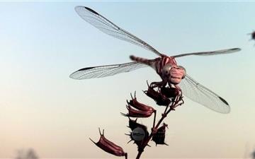 The Dragonfly All Mac wallpaper