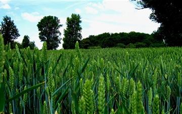 Green Wheat Field Landscape All Mac wallpaper