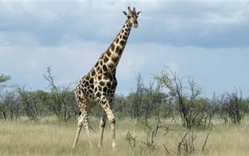 Giraffe Etosha Namibia All Mac wallpaper