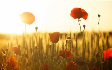 Green Wheat Field And Poppies All Mac wallpaper