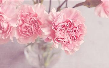 Light Pink Carnations Flowers All Mac wallpaper