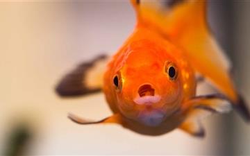 Goldfish Worried Face All Mac wallpaper