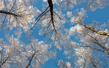 Birch Tree Tops Winter MacBook Air wallpaper