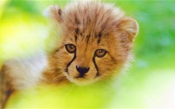 Cheetah Cub Face MacBook Air wallpaper