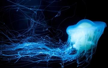Glowing Jellyfish MacBook Air wallpaper