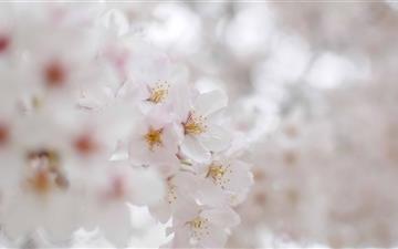 White Cherry Blossom Macro All Mac wallpaper