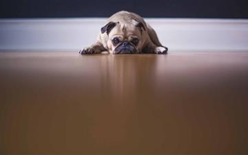Saddest Pug Dog All Mac wallpaper
