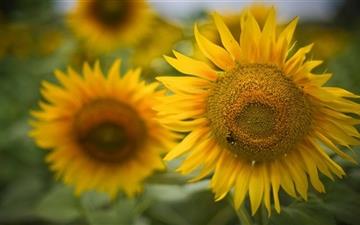 Beautiful Sunflowers All Mac wallpaper