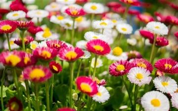 Coloful Daisies Flowers All Mac wallpaper