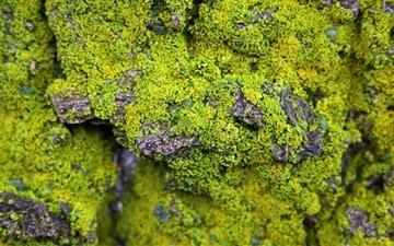 Lichens On Rock All Mac wallpaper
