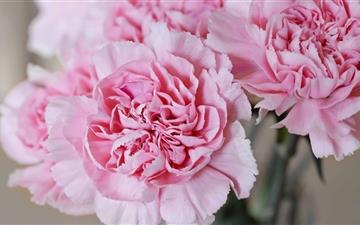 Light Pink Carnations Flower All Mac wallpaper