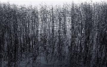 Pond Reeds All Mac wallpaper