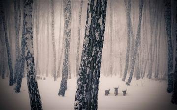 Forest Snowing All Mac wallpaper