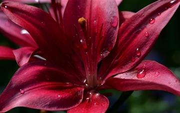 Ruby Red Lily All Mac wallpaper
