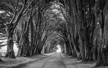 Country Road Aligned Trees All Mac wallpaper