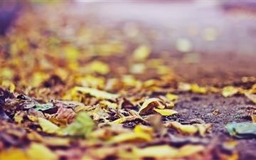 Yellow Leaves On The Ground All Mac wallpaper
