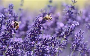 Lavender Bees All Mac wallpaper