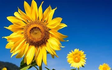 Sunflowers Blue Sky MacBook Pro wallpaper