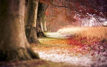 Forest Trees Path Fallen Leaves Autumn All Mac wallpaper