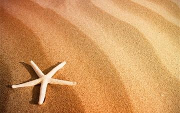 Starfish and Sand All Mac wallpaper