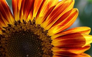The Sunflower All Mac wallpaper