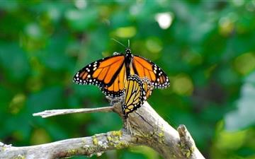 Monarch Butterflies Mating All Mac wallpaper