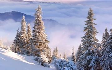 Winter Forest On Slope All Mac wallpaper
