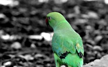 Green Parrot All Mac wallpaper