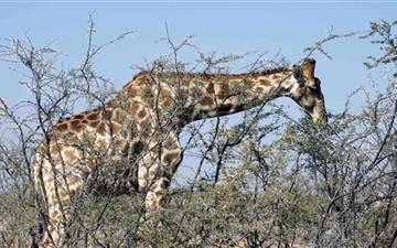 Giraffe Eating From A Tree All Mac wallpaper