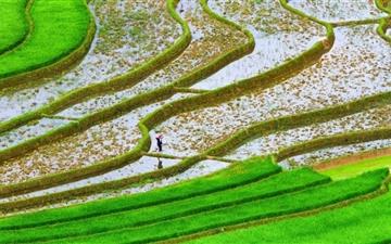 Green Rice Fields All Mac wallpaper