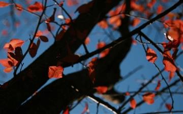 Tree With Red Leaves Autumn All Mac wallpaper